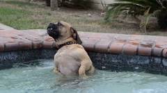 Ekpresi Anjing Senang Berendam di Bak Air Panas