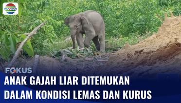 Anak Gajah Liar Ditemukan di Riau, Kondisinya Terlihat Lemah dan Kurus | Fokus