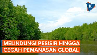 5 Manfaat Hutan Mangrove Bagi Lingkungan