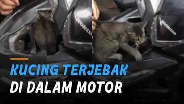 Terdengar Suara Misterius di Dalam Motor, Ternyata Ada Kucing Terjebak