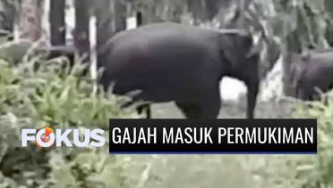 14 Gajah Masuk Area Permukiman di Riau, Warga Resah