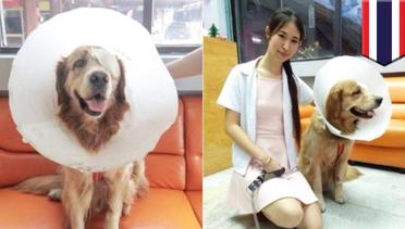Anjing pintar pergi ke dokter sendiri karena terluka - TomoNews