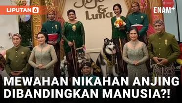 Gokil! Pernikahan Anjing Beradat Jawa di Jakarta Habiskan Biaya Rp200 Juta