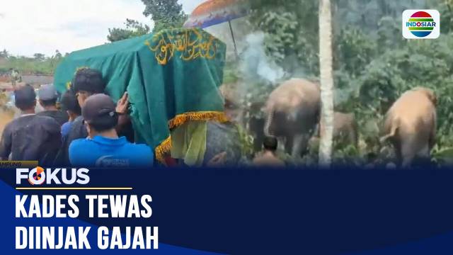 Kades Tewas Diinjak Gajah Liar | Fokus