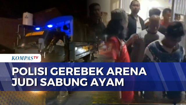 Polisi Gerebek Arena Judi Sabung Ayam di Makassar, 52 Orang Diamankan 6 Jadi Tersangka | BORGOL