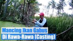 Mancing Ikan Gabus Di Rawa-Rawa ! bag. 1