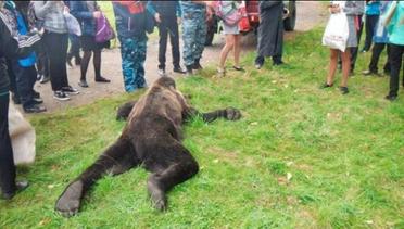 Beruang Besar Terpaksa Ditembak Setelah Tersesat di Pemukiman Warga