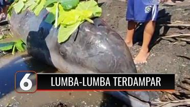Lumba-lumba 3 Ton Terdampar di Pantai Lopana, Sulit Kembali ke Laut Karena Sedang Surut | Liputan 6