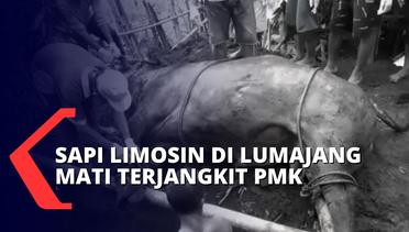 Dua Sapi Limosin di Lumajang Mati Akibat Terpapar PMK, Peternak Rugi Puluhan Juta Rupiah!