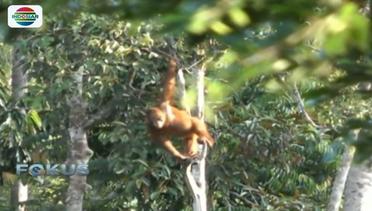 Pelepasliaran 12 Orangutan ke Alam Bebas - Fokus Malam