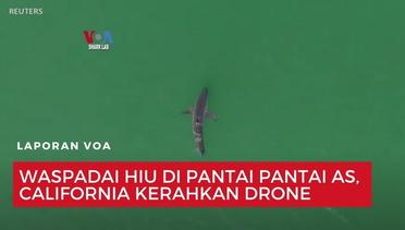 Waspadai Hiu di Pantai-Pantai AS, California Kerahkan Drone
