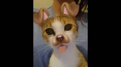 Kompilasi Video Kucing Imut dan Lucu #9