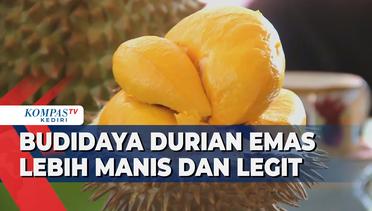 Budidaya Durian Emas Yang Rasanya Lebih Manis dan Legit