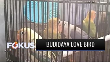 Perawatannya Mudah, Budidaya Love Bird Semakin Diminati Kalangan Masyarakat | Fokus