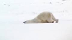 Anda Pikir Anda Saja yang  Mengalami Hari Senin yang Sulit? Lihat Beruang Kutub Ini