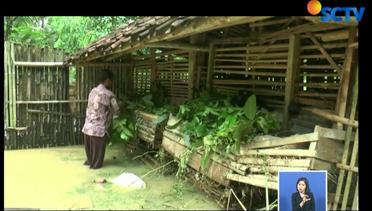 Banjir Rendam Purworejo, Warga Kehilangan Hewan Ternak - Liputan 6 Siang