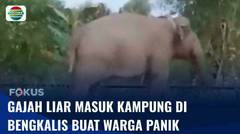 Warga Panik! Gajah Liar Melintas di Bengkalis | Fokus