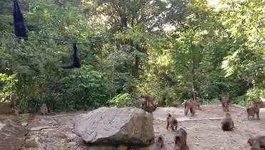 Penampakan Taman Penangkaran Monyet Sibaganding, Parapat