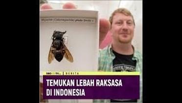TEMUKAN LEBAH RAKSASA DI INDONESIA
