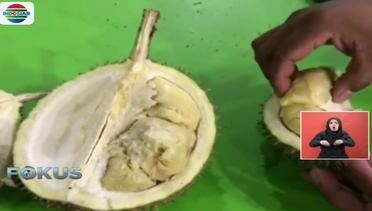 Legitnya Durian Medan Bakal Jadi Daya Tarik Tamu Ngunduh Mantu Bobby-Kahiyang - Fokus Sore