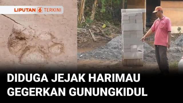 Jejak Misterius Diduga Harimau Gegerkan Warga Gunungkidul | Liputan 6