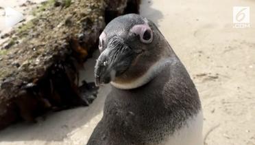 Polpulasi Penguin Afrika Menurun