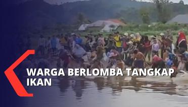 Kemeriahan HUT RI ke 77 di Bengkulu, Ratusan Warga Berlomba Tangkap Ikan