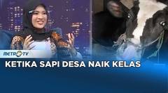 Ketika Sapi Desa Naik Kelas #kickandy