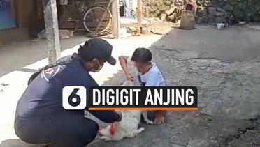 Anjing Rabies Gigit 7 Warga di Bali