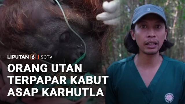 Imbas Karhutla, Orang Utan Ditemukan Lemas | Liputan 6