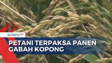 Kemarau Ekstrem, Berdampak pada Hasil Panen Padi Petani di Palembang