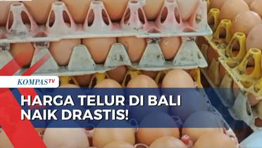 Harga Telur di Bali Naik Drastis, Imbas Tingginya Harga Pakan Ayam