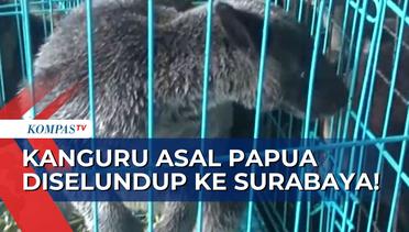 Polisi & BKSDA Gagalkan Penyelundupan Kanguru Papua Langka di Pelabuhan Yos Sudarso Ambon!