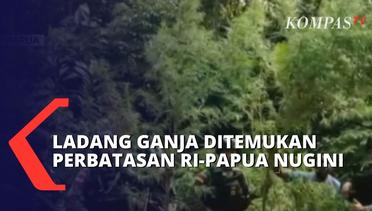 Polisi Temukan Ladang Ganja di Kampung Waris Papua Nugini