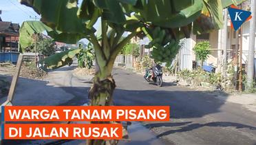 Potret Jalan Rusak di Sulawesi, Ditanami Pohon Pisang oleh Warga