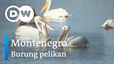 DW Going Wild 02 - Montenegro_Burung Pelikan