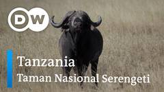 DW Going Wild 01 - Tanzania_Taman Nasional Serengeti