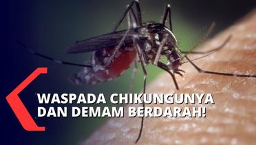 Peningkatan Kasus Chikungunya di Blitar Meresahkan Warga, Dinkes Langsung Lakukan Fogging