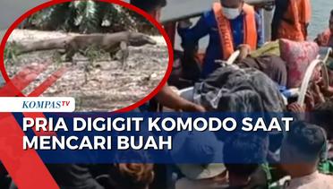 Evakuasi Dramatis Pria Digigit Komodo saat Mencari Buah