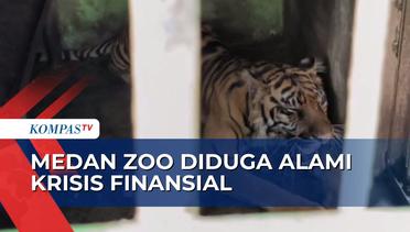 Krisis Finansial Diduga Jadi Penyebab 3 Harimau Mati di Medan Zoo dalam Kurun Waktu 3 Bulan