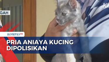 Pria Aniaya Kucing Peliharaan di Solo Dipolisikan