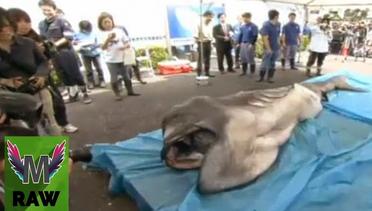 Hiu Alien Tertangkap di Perairan Jepang