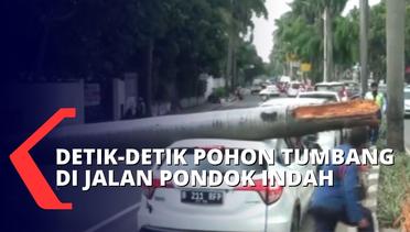 Pohon Palem Setinggi 30 Meter di Pondok Indah Tumbang, Timpa Satu Unit Mobil