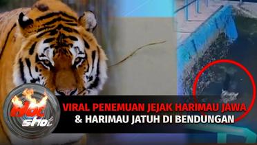 Viral Penemuan Jejak Harimau Jawa Hingga Harimau sumatra jatuh ke Bendungan | Hot Shot