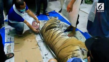 Harimau Sumatera Mati Terjerat Perangkap