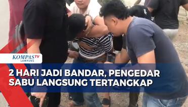 Berbobot 917 Kg, Sapi Milik Peternak Kota Metro Dibeli Jokowi