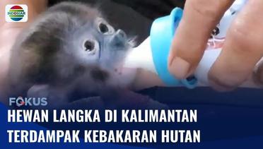 Bayi Bekantan di Kalimantan Tengah Terdampak Kebakaran Hutan dan Kabur ke Permukiman | Fokus