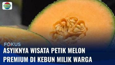 Wisata Petik Melon Premium Siap Panen yang Dibudidayakan Secara Hidroponik | Fokus