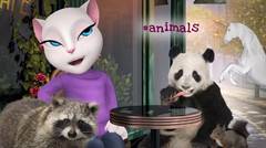 My Talking Angela - Food, Friends and Pets