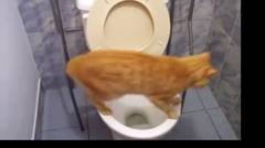 kucing buang air besar di toilet